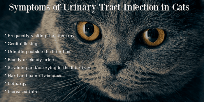Urinary Tract Infections in Cats
