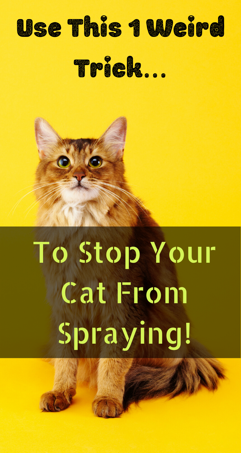 Use this one trick to keep your cat from spraying all over ...