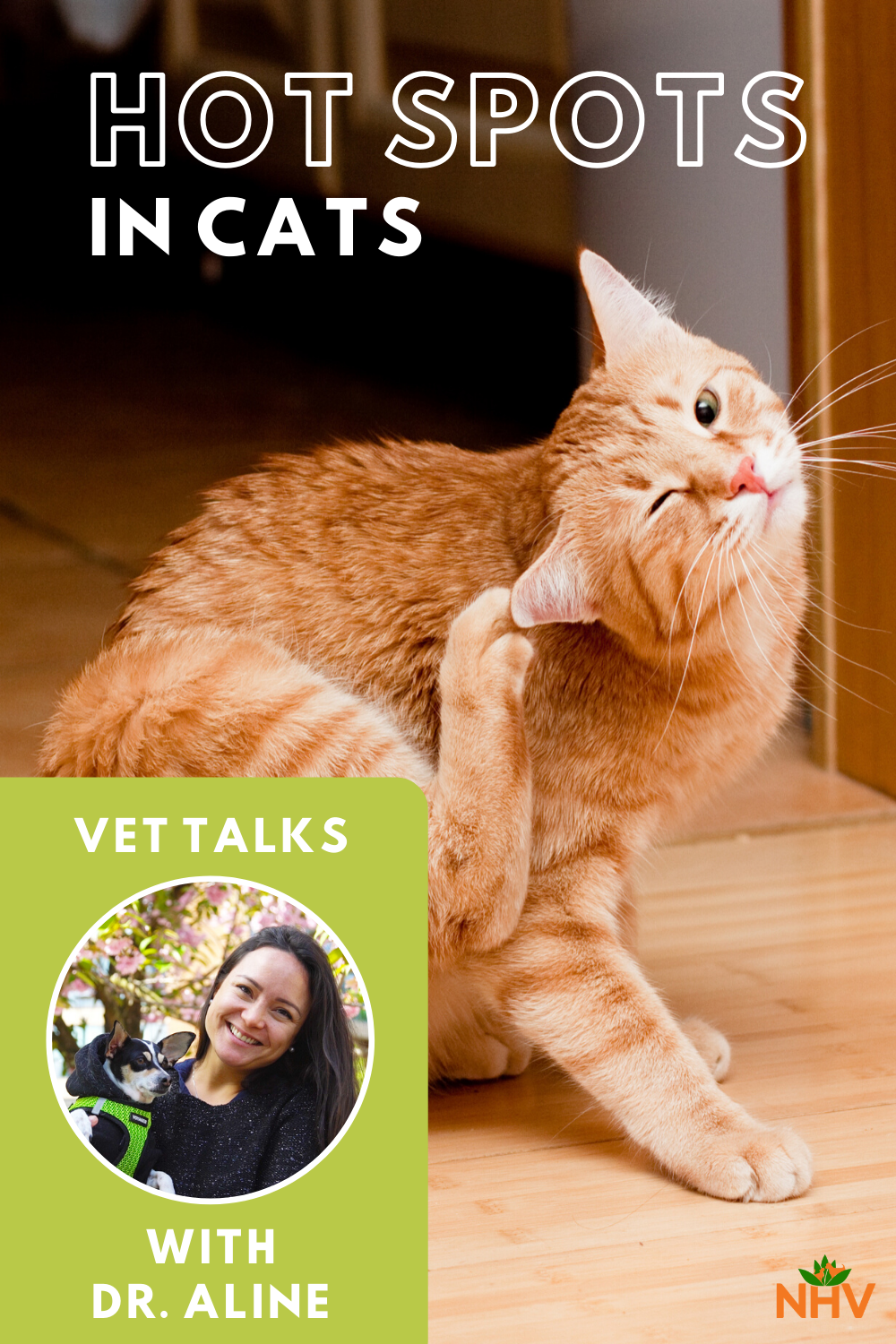 Vet Talks: Hot Spots On Cats