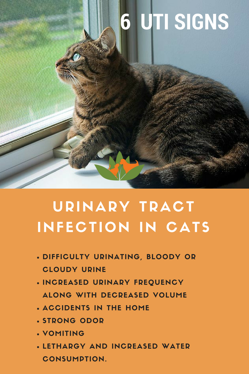 Vet Talks: Urinary tract infections in dogs and cats