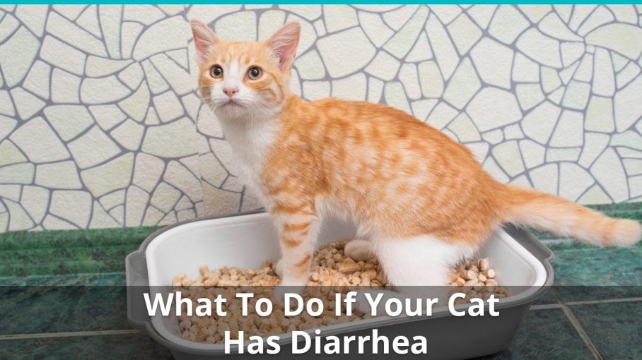 What Can I Do When My Cat Has Diarrhea