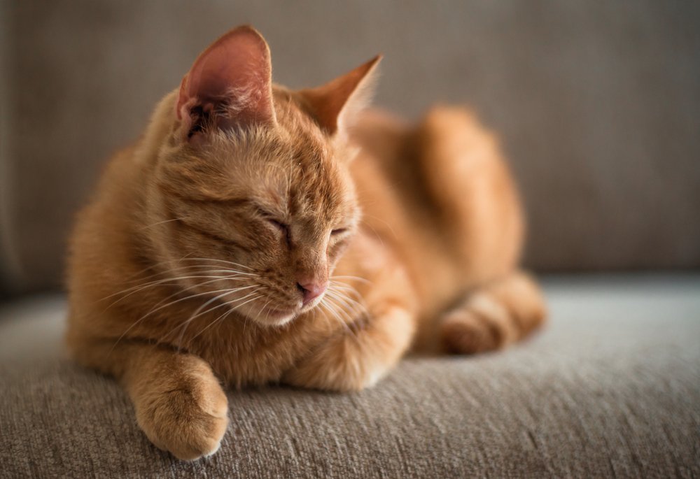 What Causes Hot Spots in Cats