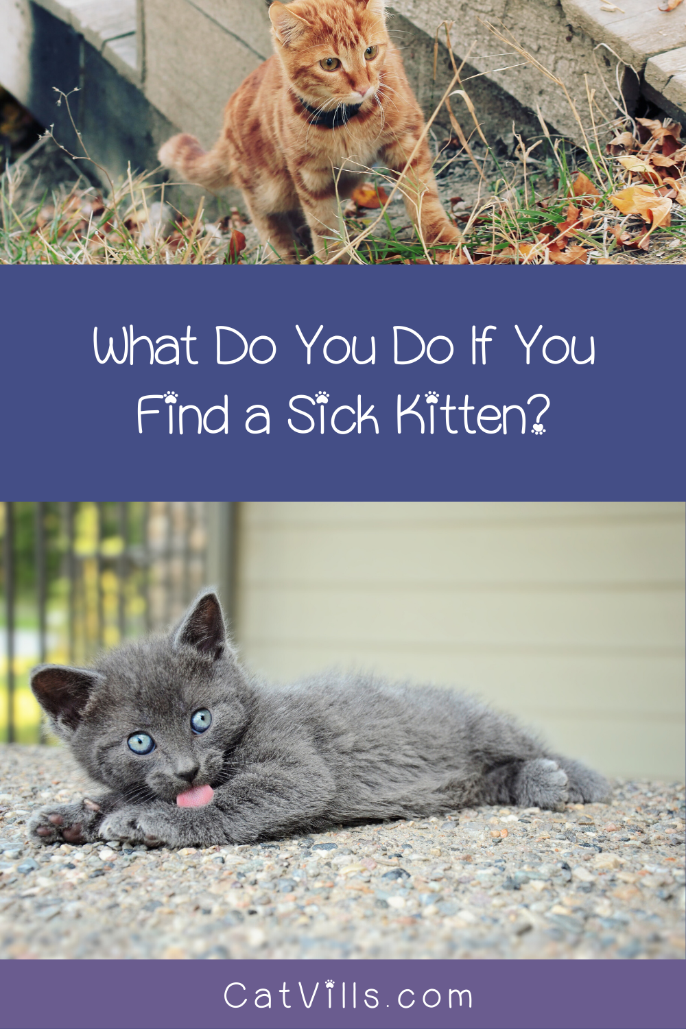 What Do You Do if You Find a Sick Kitten?