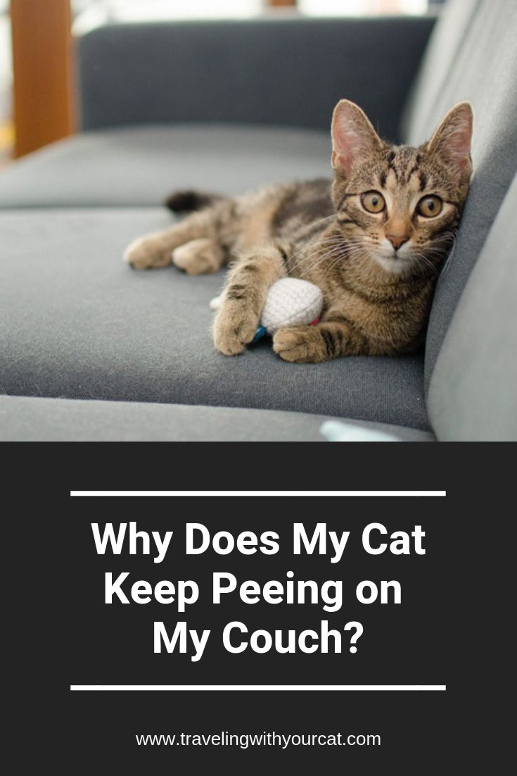Why Does My Cat Keep Peeing on My Couch?