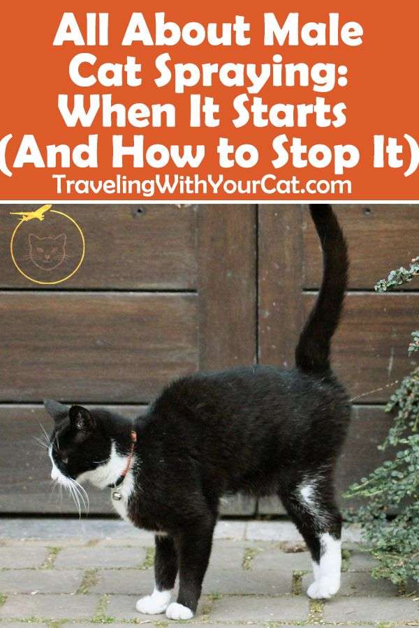 All About Male Cat Spraying: When It Starts (And How to ...