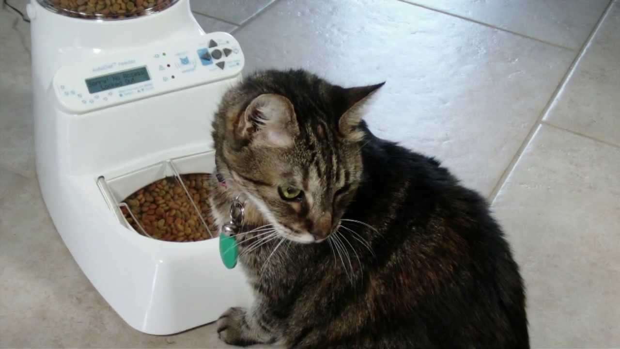 Automatic Cat Feeder... Puts pets on a Diet Automatically ...