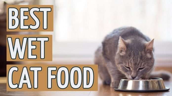 Best Wet Cat Food !