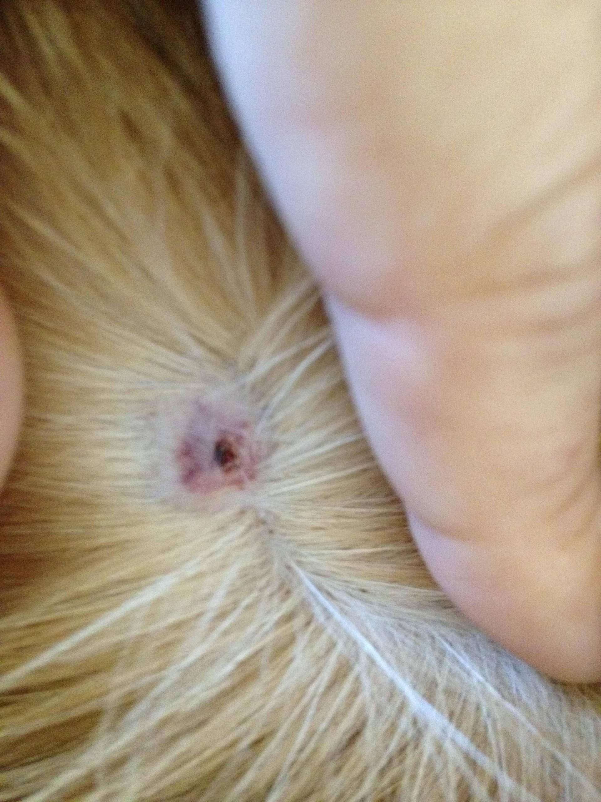 Can any vets out there help me out and tell me what this ...
