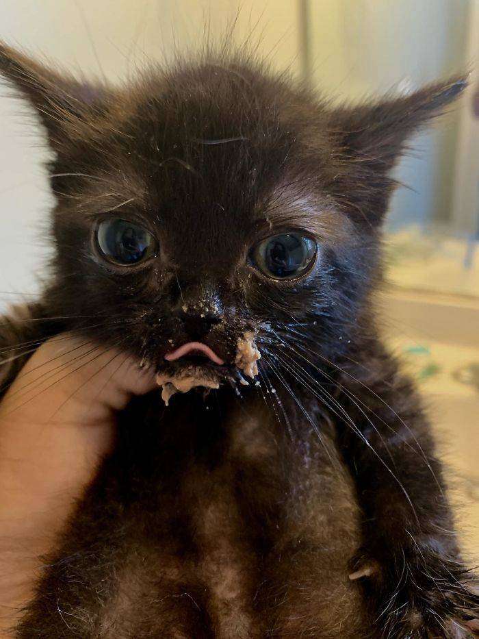 Cats Just Cant Eat Without Making A Mess (38 PICS ...