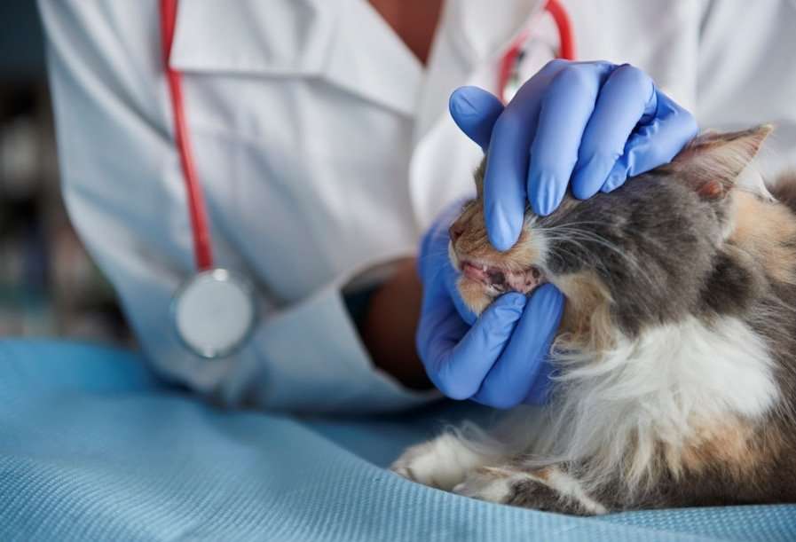 Dental Care for Your Cat: What You Should Know