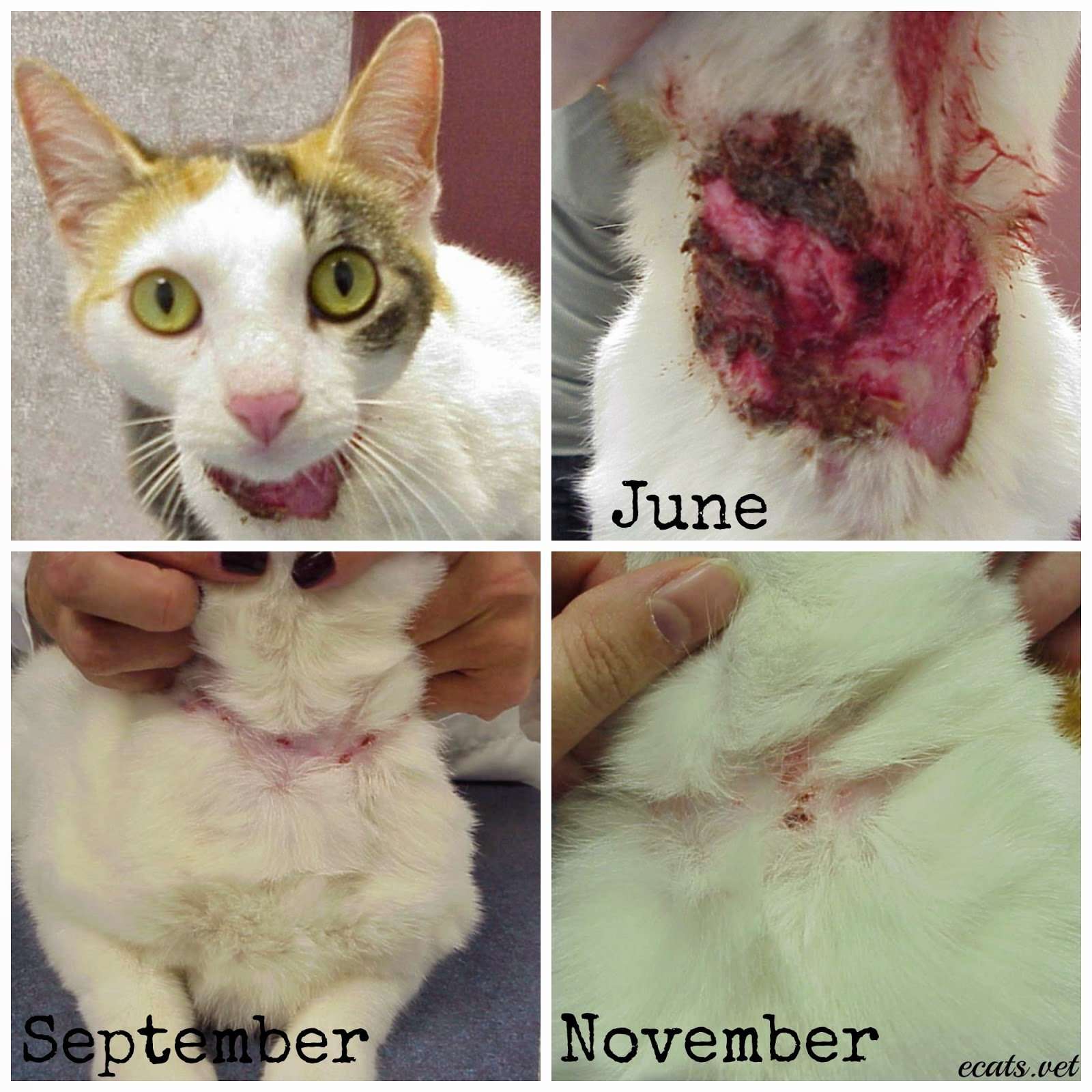 Exclusively Cats Veterinary Hospital Blog: Feline ...