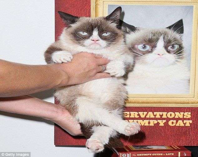 Grumpy Cat lives up to her name at her own book launch ...
