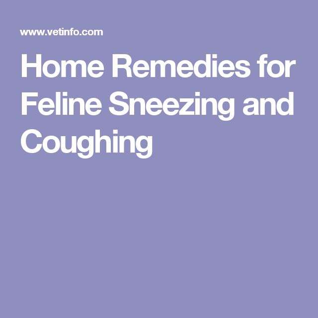 Home Remedies for Feline Sneezing and Coughing