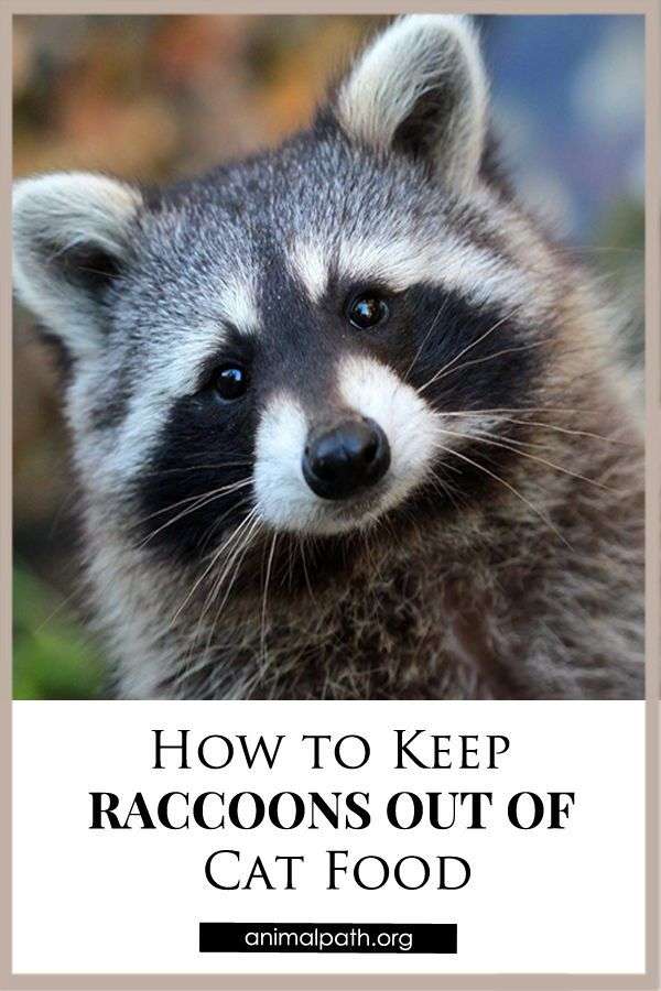 How to Keep Raccoons Out of Cat Food in 2021