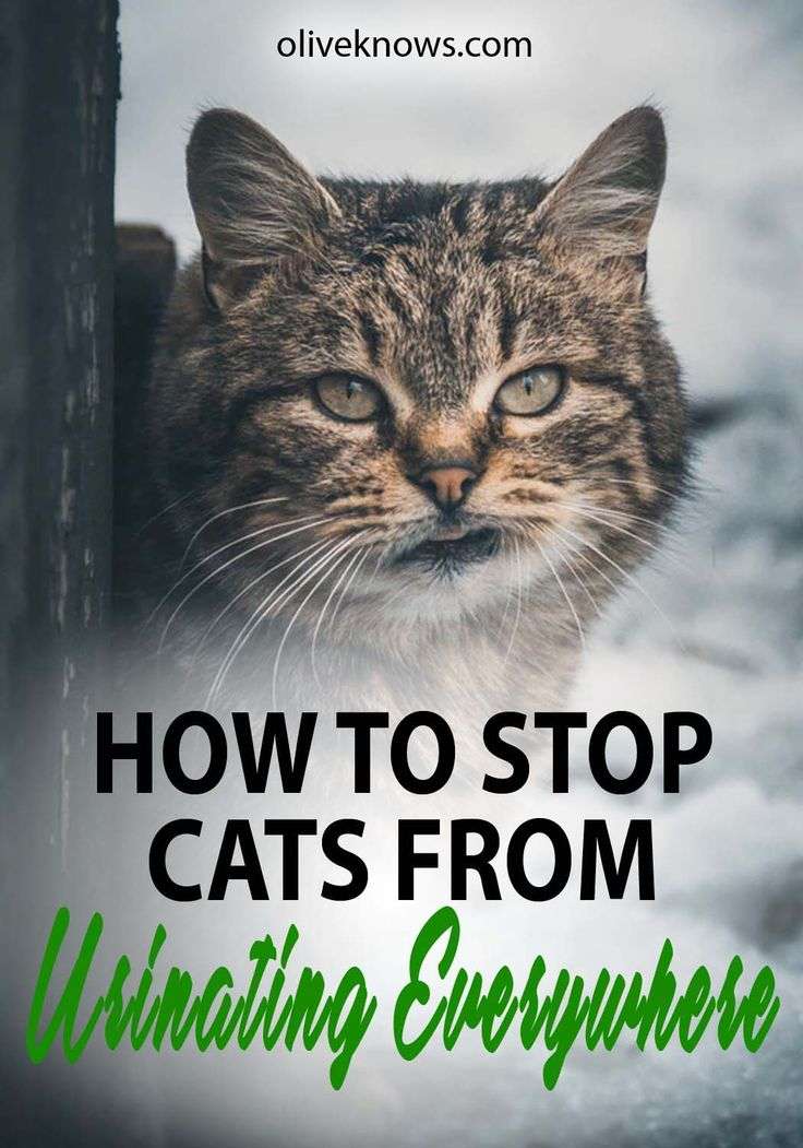 How to Stop Your Cat from Urinating Everywhere ...