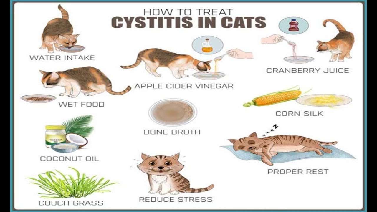 How to Treat Cystitis in Cats