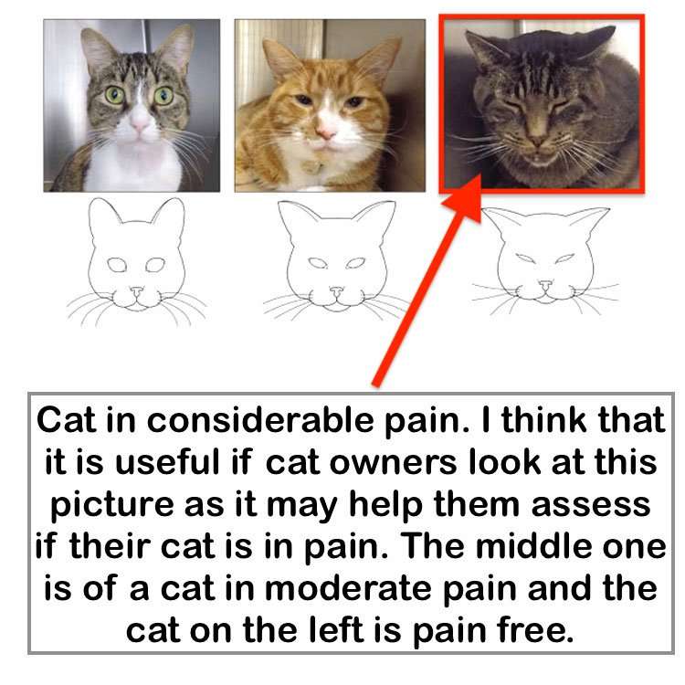 Picture of a cat in considerable pain is useful for cat ...