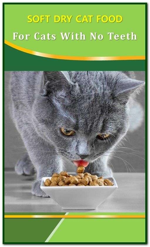 Soft Dry Cat Food For Cats With No Teeth