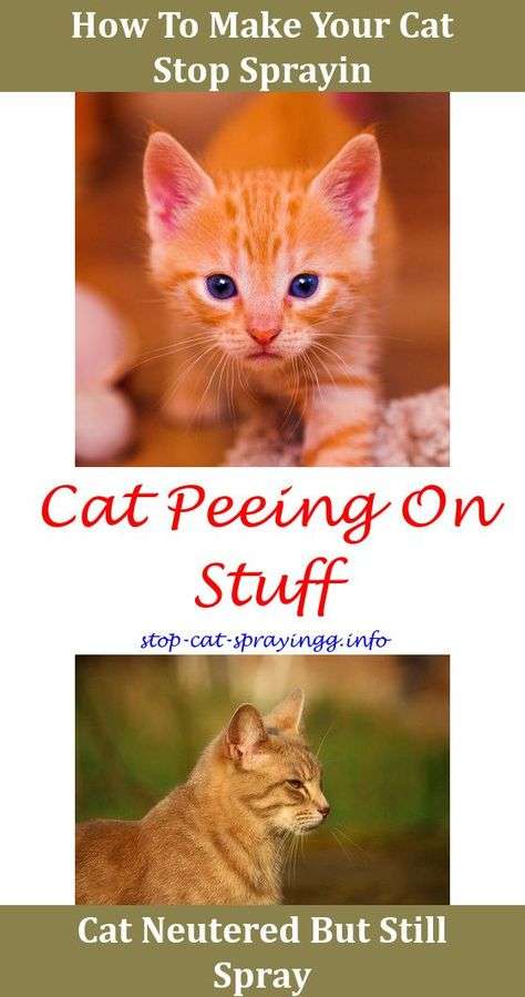 Spray To Stop Cats From Peeing Cat Pee Cases,no no spray ...