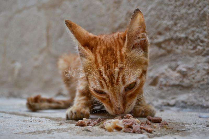 Stray Malnourished Kitten Eating Stock Photo