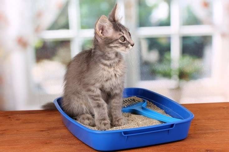What Can I Use Instead Of Cat Litter? 10 Substitutes