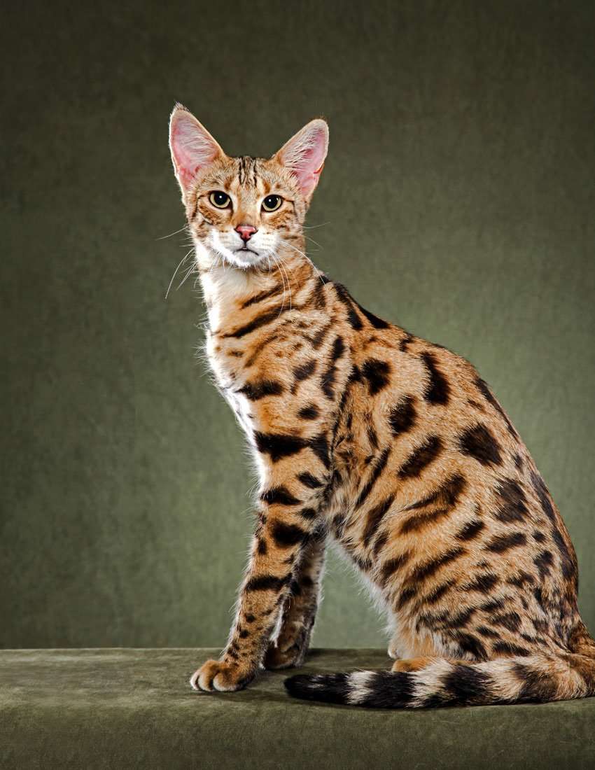What do Savannah cats look like?