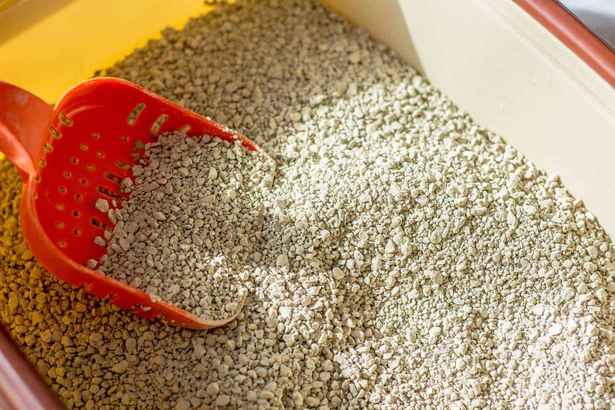 What is Cat Litter Made Of?