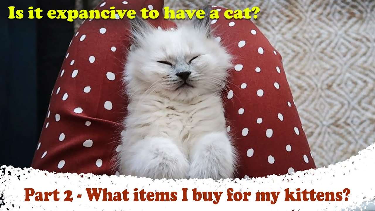 What items I buy for my kittens? How much does owning a ...