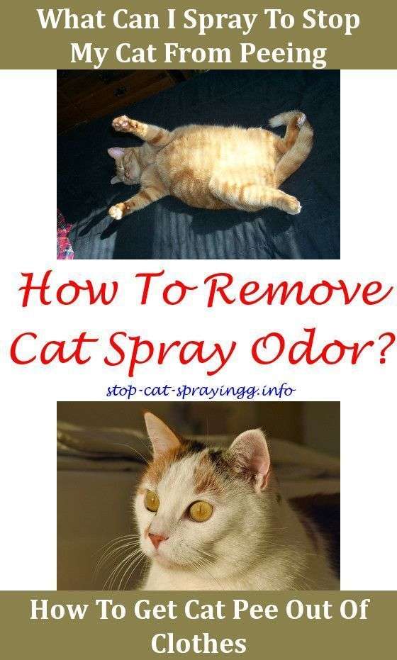 What To Clean Cat Urine With,spray to stop cats from ...