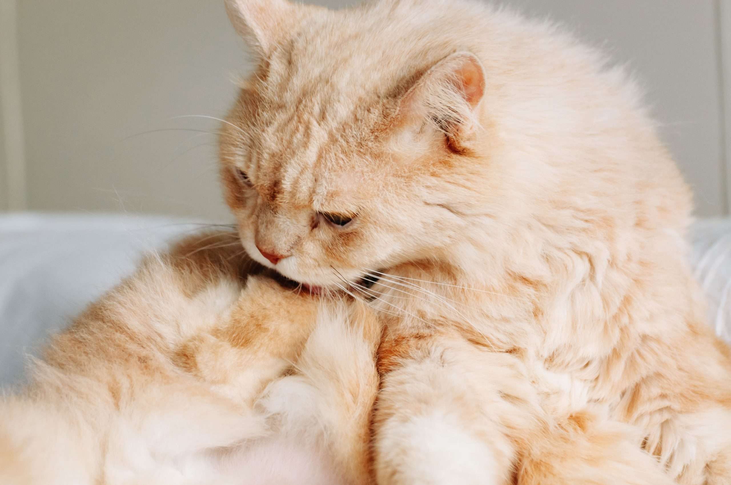 Why does my cat have hairballs? Our guide to reducing them ...