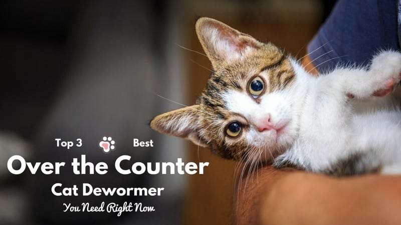 3 Best Over the Counter Cat Dewormer  You Need Right Now ...