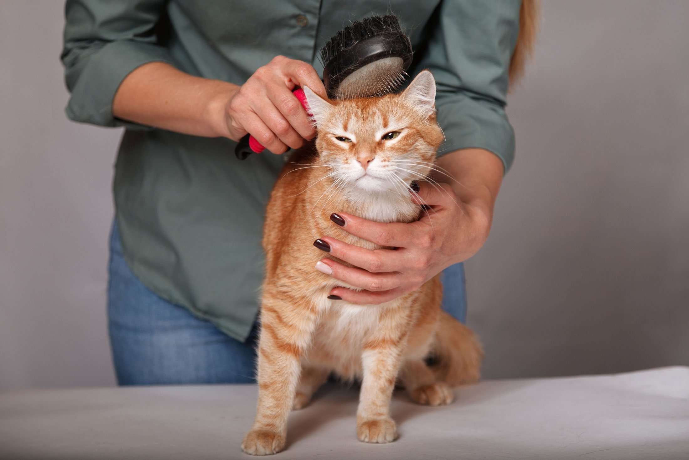 6 Best Cat Grooming Brushes Your Cat Won