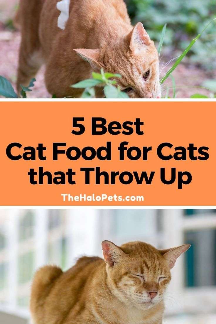 Best Cat Food for Cats that Throw Up in 2021