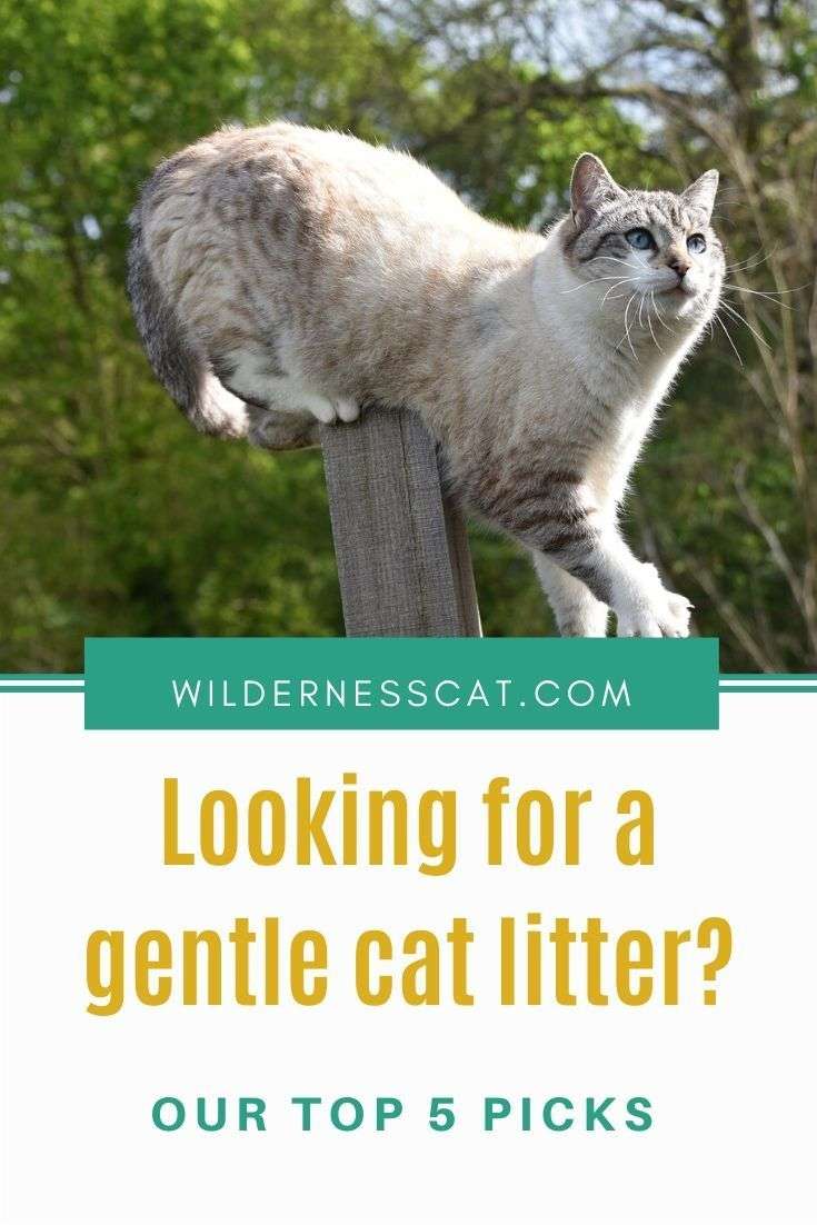 Best Cat Litter for Sensitive Paws