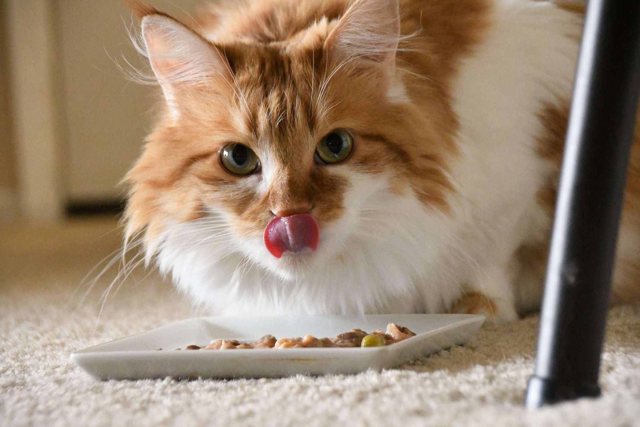 Can This New Cat Food Really Make You Less Allergic?