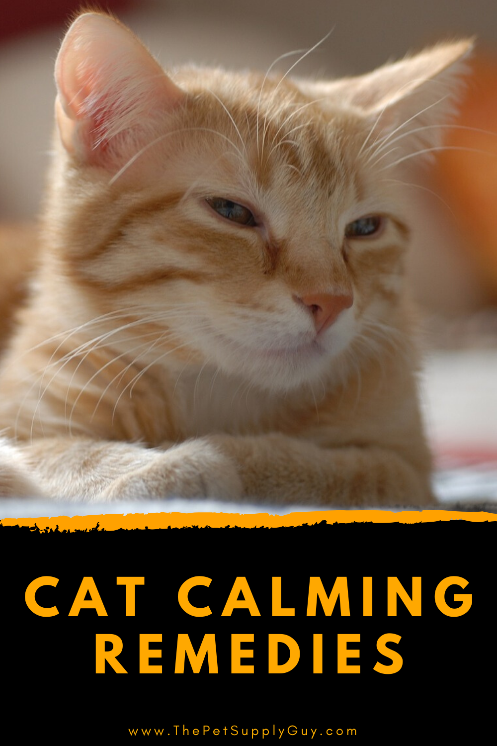 Cat Calming Products Review