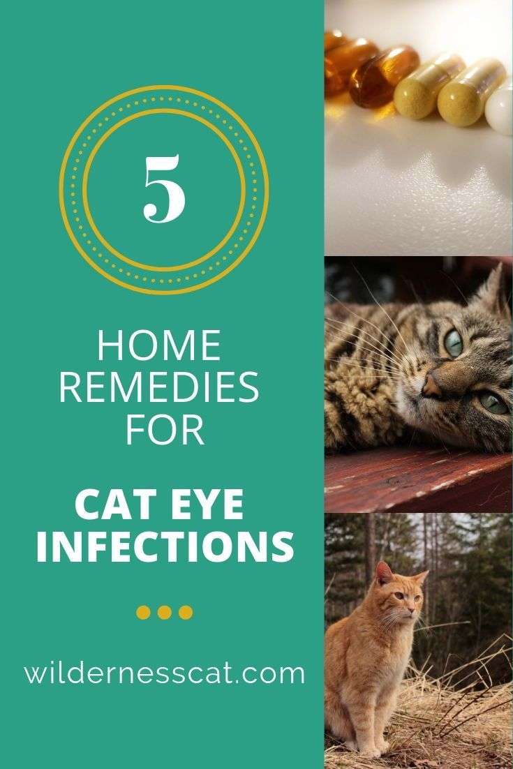 Does your cat have an eye infection? You can help treat it ...