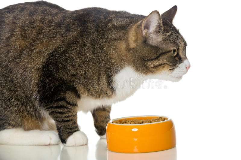 Gray Striped Cat Eats Dry Food Stock Image
