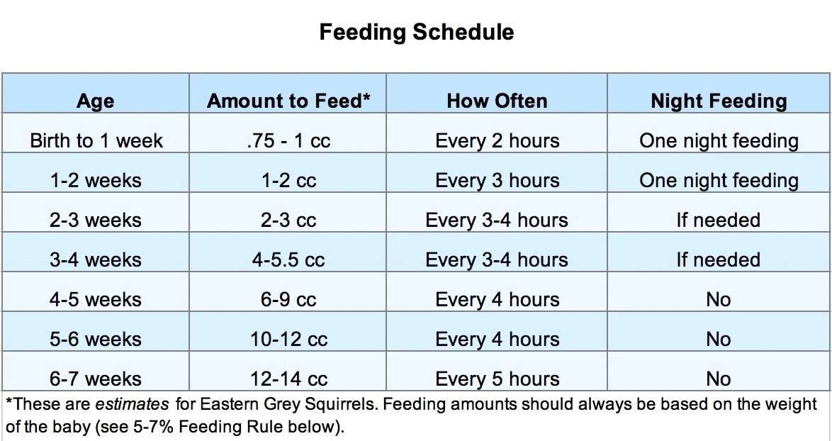 How Much Kitten Formula Per Feeding