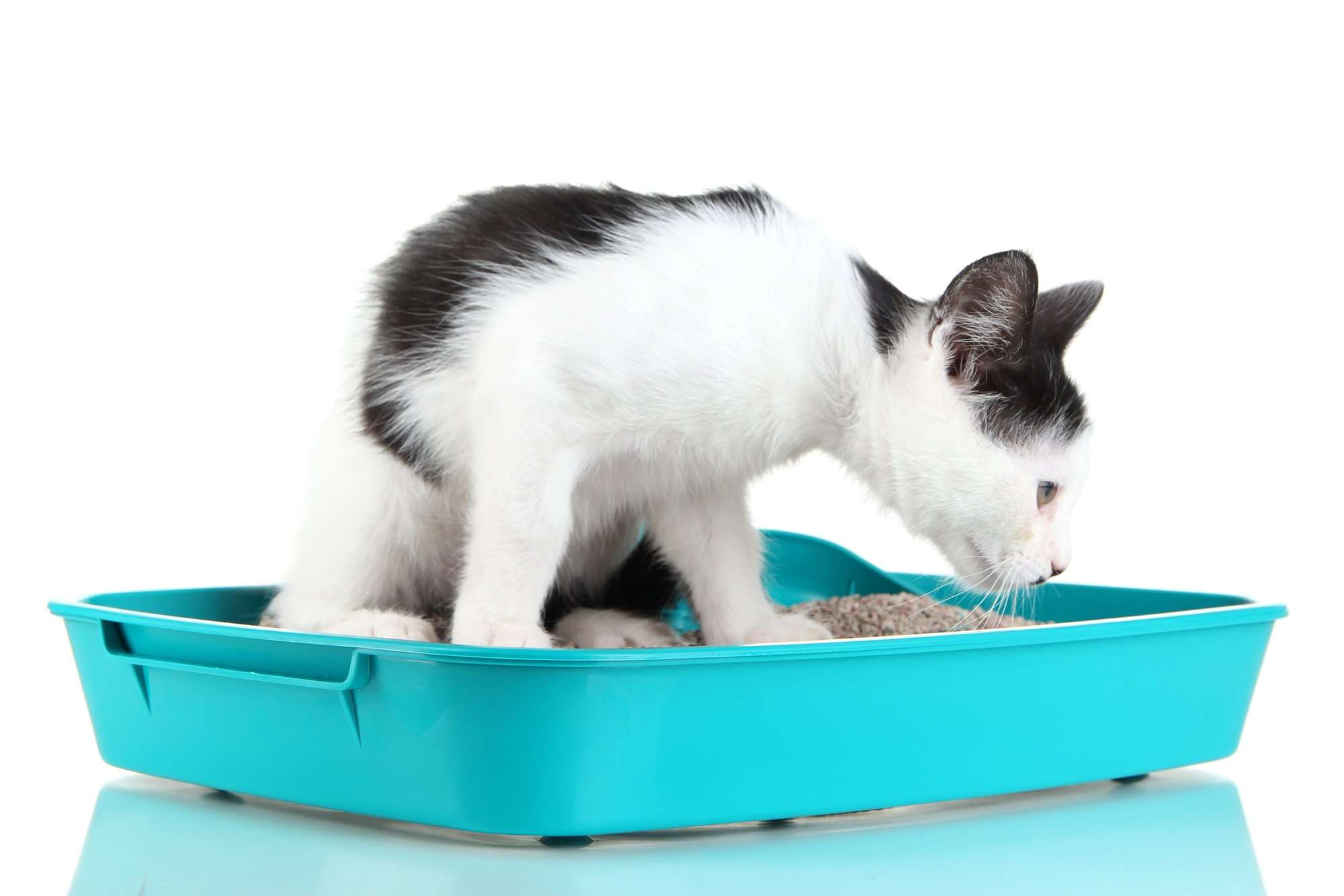 How Often Do you Need to Change Cat Litter