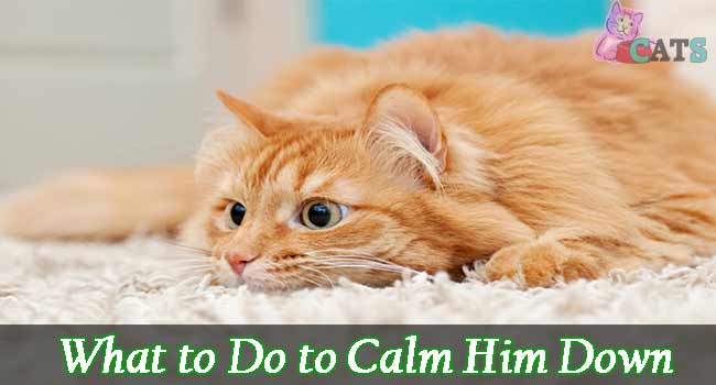 How to Calm a Cat? What to Do to Calm Him Down?
