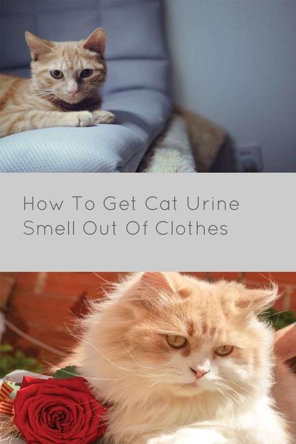 How To Get Cat Urine Smell Out Of Clothes