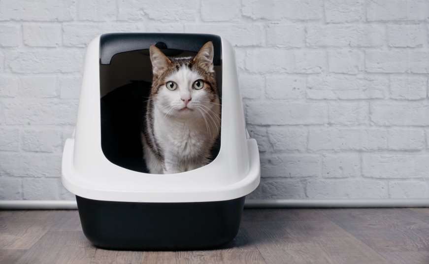 How to Get Rid of Litter Box Smell: Ubbi Diaper Pail