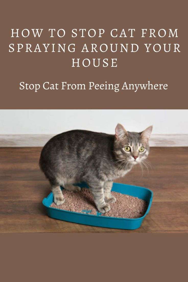how to stop cats from peeing and pooping in my yard