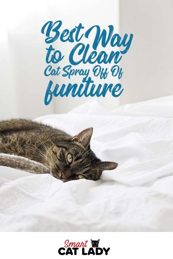 The Best Way To Clean Cat Spray Off Of Your Furniture ...