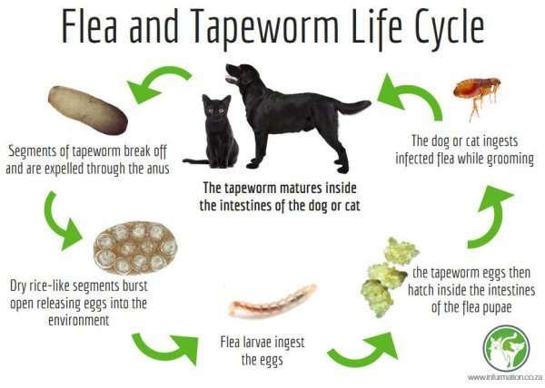 The Relationship Between Fleas and Tape Worms