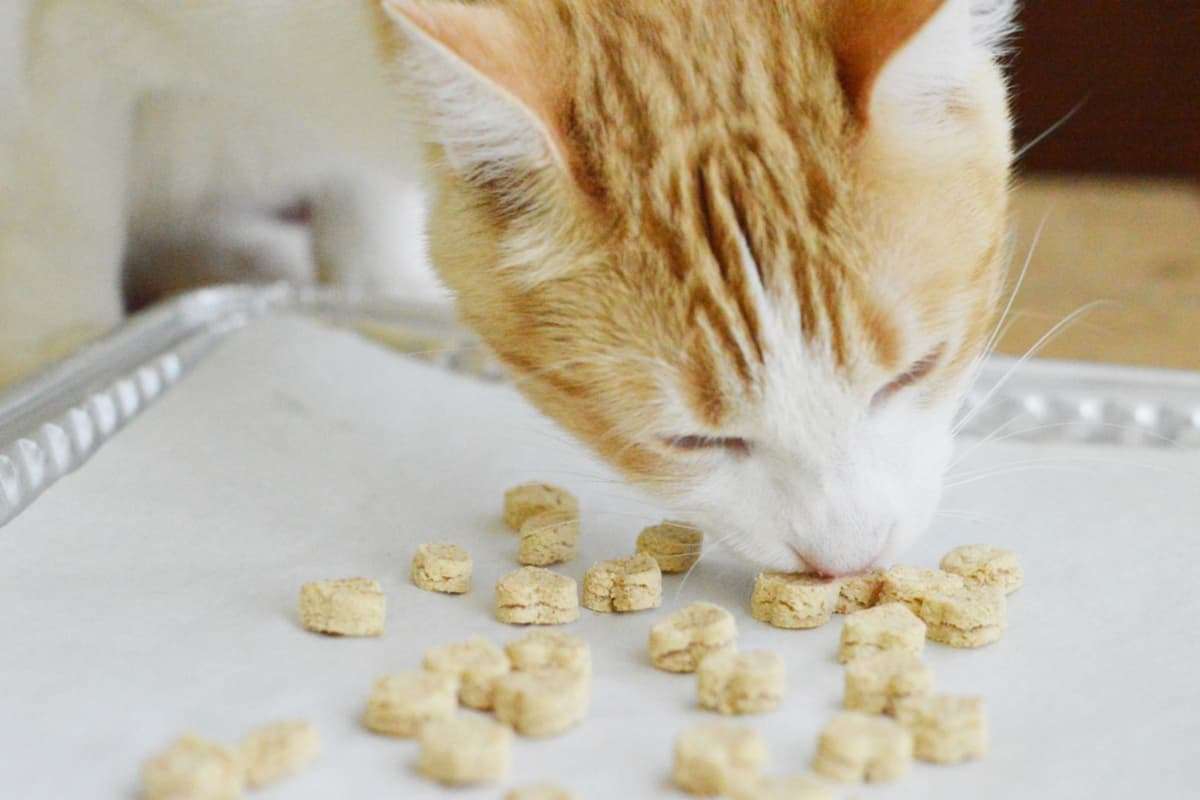 Tuna Bites Homemade Cat Treat Recipe for Sensitive Stomach
