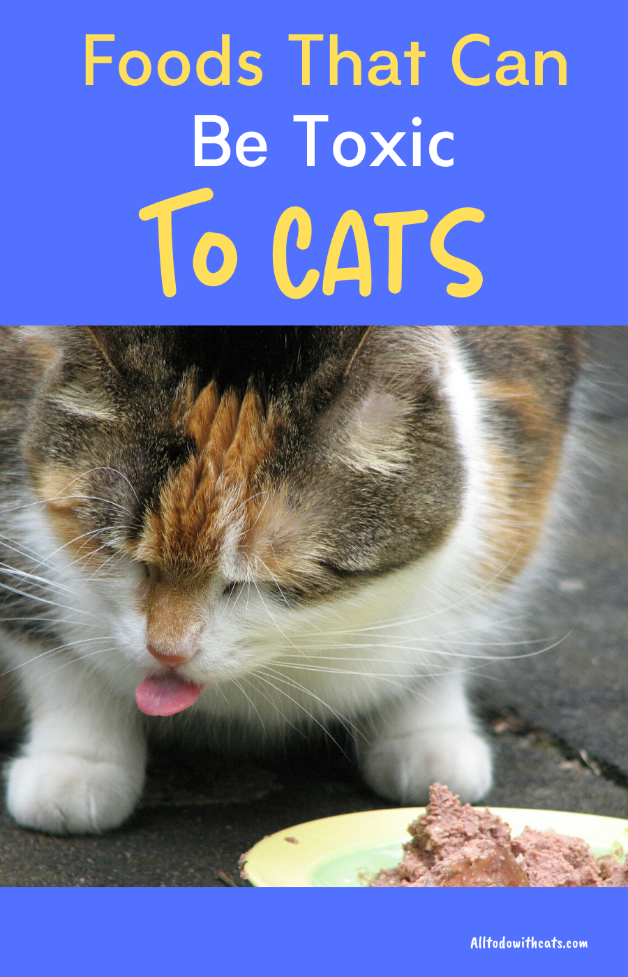 What Foods Are Bad For Cats?: How To Prevent Your Kitty ...