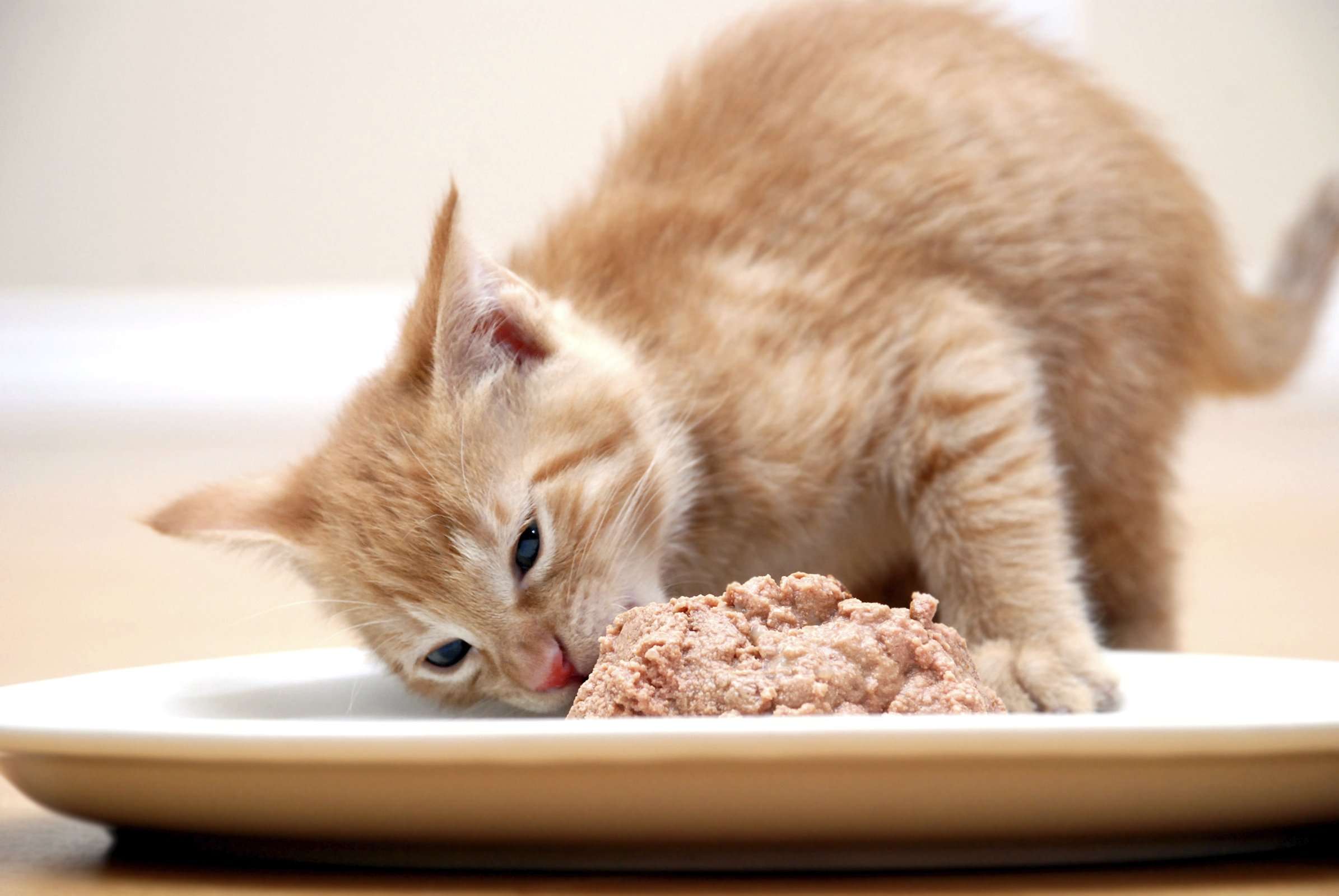 Whats the Best Food to Feed Your Cats?