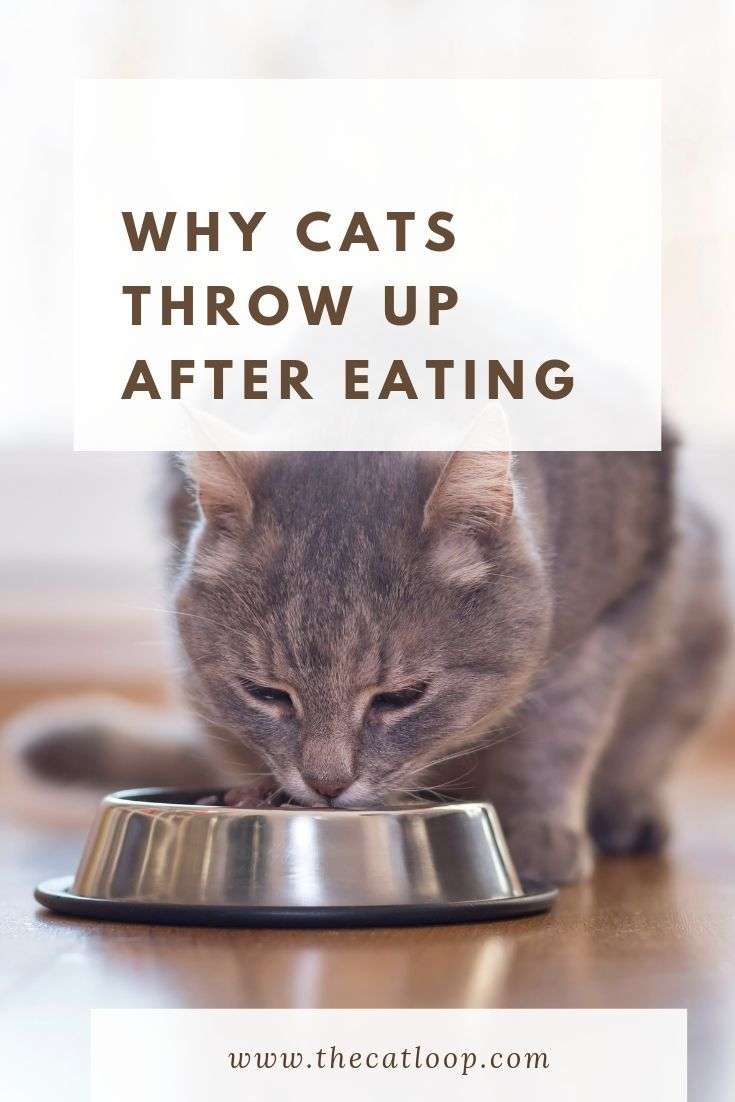 Why Cats Throw Up After Eating